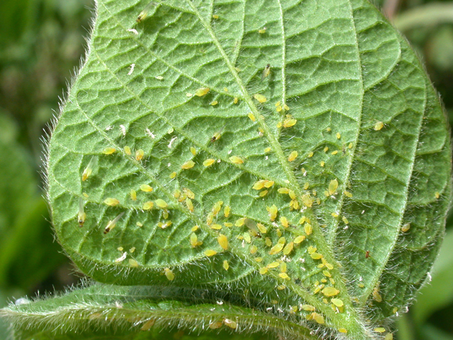 Insecticides alone may not cut it for future control of the soybean aphid, which is evolving resistance to pyrethroids in parts of the northern Midwest. (Photo courtesy John Obermeyer, Purdue University)
